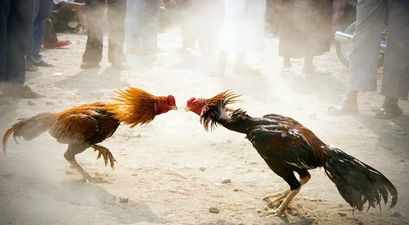 சேவல் சண்டையின் போது  20 பேர் சுட்டுக் கொலை